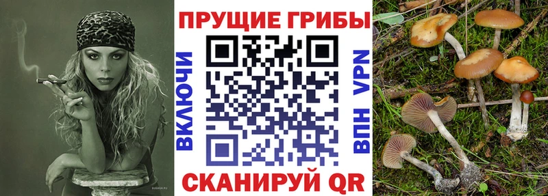 что такое   Братск  МЕГА ссылки  Галлюциногенные грибы Psilocybe 